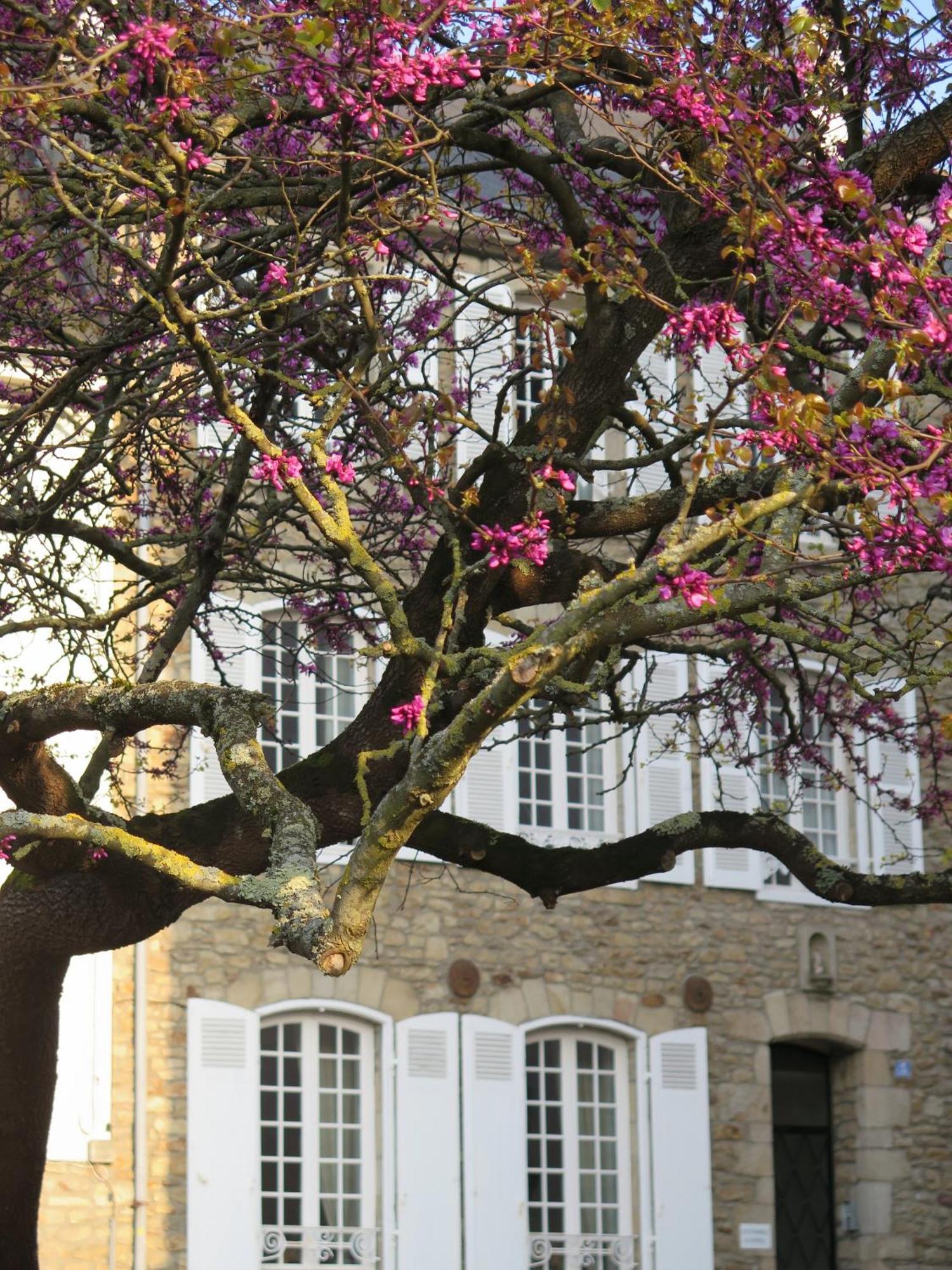 La Villa Garenne Vannes Exteriér fotografie